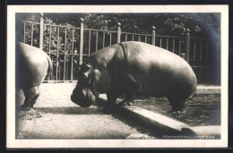 AK Hippopotamus Amphibius, Nilpferd Steigt Aus Dem Wasser  - Other & Unclassified