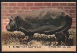 AK Hippopotame, Gros Pachiderme Peut Atteindre 4m De Long  - Autres & Non Classés