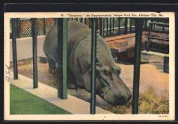 AK Kansas City, Mo, Swope Park Zoo, Nilpferd Cleopatra  - Autres & Non Classés
