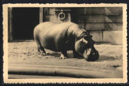 AK Jardin Zoologique, Anvers, Hippopotame  - Autres & Non Classés