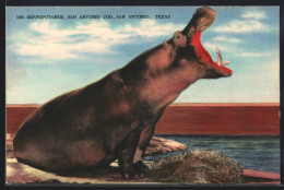 AK Texas, San Antonio Zoo, Hippopotamus  - Other & Unclassified