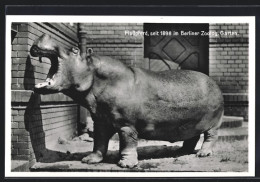 AK Berlin, Flusspferd Seit 1898 Im Zoolog. Garten  - Other & Unclassified