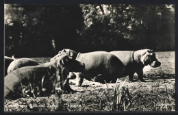 AK Kruger National Park, Hippos  - Autres & Non Classés