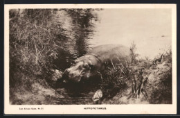 AK Nilpferd Kommt Aus Dem Wasser Ans Ufer  - Other & Unclassified