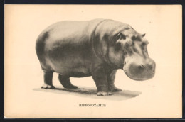 AK Chicago, Hippopotamus, Field Museum Of Natural History  - Andere & Zonder Classificatie