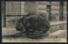 AK Paris, Jardin Des Plantes, L`Hippopotame Kako Sortant Du Bain  - Andere & Zonder Classificatie