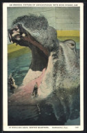 AK Hippopotamus With Wide Opened Jaw, Ringling Bros. Winter Quarters  - Other & Unclassified