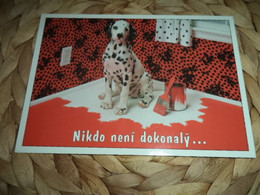 Hund Dog Chien Dalmatiner ,Dalmatian,Dalmatien Postcard,Postkarte - Chiens