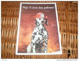 Hund Dog Chien Dalmatiner ,Dalmatian,Dalmatien Postcard,Postkarte - Honden