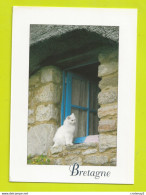Chat à La Fenêtre En Bretagne Toit De Chaume Flamme De L'Ile Aux Moines Au Coeur Du Morbihan En 2001 - Katten