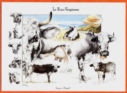 CP IMAGE D'EPINAL Vaches Vache Race Vosgienne Illustrateur Dessin Carte Vierge TBE - Cows