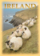Animaux - Moutons - Irlande - Ireland - Falaises Irlandaises Du Nord Ouest - CPM - Voir Scans Recto-Verso - Andere & Zonder Classificatie
