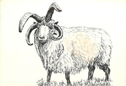 Animaux - Moutons - Illustration - CPM - Voir Scans Recto-Verso - Andere & Zonder Classificatie