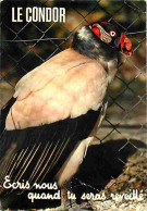 Animaux - Oiseaux - Condor - Carte Humoristique - Etat Pli Visible - CPM - Voir Scans Recto-Verso - Birds