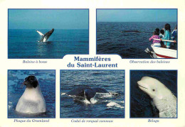 Animaux - Mammifères De Saint Laurent - Multivues - Baleine à Bosse - Phoque Du Groenland - Codal Rorqual Commun - Bélug - Andere & Zonder Classificatie