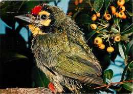 Animaux - Oiseaux - Oiseaux Exotiques - Barbus De Coppersmith - CPM - Voir Scans Recto-Verso - Birds