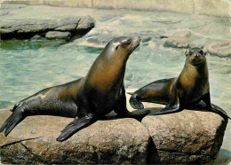 Animaux - Zoologischer Garten Basel - Zoo De Bale - Seelowen - Otarie - Lion De Mer - Zoo - CPM - Voir Scans Recto-Verso - Andere & Zonder Classificatie