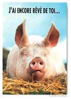 Animaux - Cochons - CPM - Voir Scans Recto-Verso - Varkens