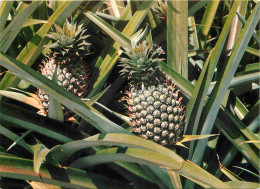 Martinique - Ananas - Pine-apples - CPM - Voir Scans Recto-Verso - Autres & Non Classés