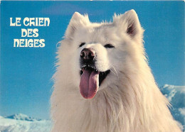 Chiens - CPM - Voir Scans Recto-Verso - Honden