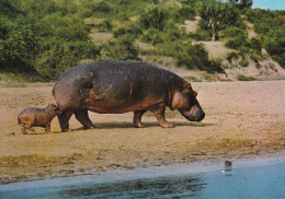 Des Hippopotames - Hippopotames