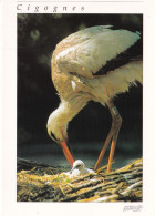 La Cigogne Blanche - Vogels