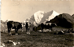 Kandersteg - Alpweise Mit Balmhorn-Altels (46) * 6. 8. 1937 - Kandersteg