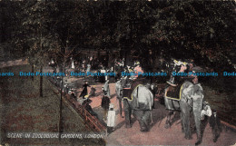 R166832 Scene In Zoological Gardens. London. 1907 - Autres & Non Classés