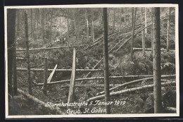 AK Grub, Strumkatastrophe 1919, Umgefallene Bäume Im Wald, Unwetter  - Andere & Zonder Classificatie