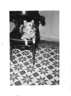 Photo Originale -Chien Assis Sur L A Chaise - Personnes Anonymes