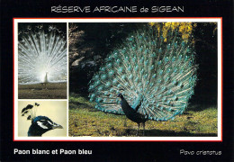 11 - Sigean - Réserve Africaine - Paon Blanc Et Paon Bleu - Multivues - Sigean