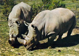 11 - Sigean - Réserve Africaine - Couple De Rhinocéros - Sigean