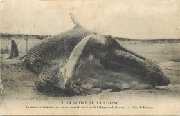 - Vendée -ref-F228- La Barre De Monts - Baleine Echouée - N°5 -  La Gueule De La Baleine - Baleines - - Other & Unclassified