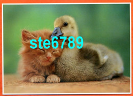 Carte Image Photographie Animal CHAT Et Canard CAT 12,5 X 17,5 Cm - Other & Unclassified