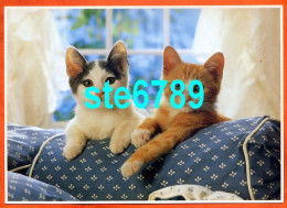 Carte Image Photographie Animal CHAT CAT 7 12,5 X 17,5 Cm - Other & Unclassified