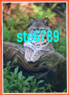 Carte Image Photographie Animal CHAT CAT 2 12,5 X 17,5 Cm - Autres & Non Classés