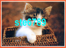 Carte Image Photographie Animal CHAT CAT 6 12,5 X 17,5 Cm - Autres & Non Classés