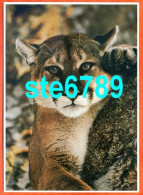 Carte Image Photographie Animal COUGAR 12,5 X 17,5 Cm - Other & Unclassified