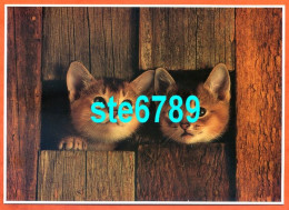 Carte Image Photographie Animal CHAT CAT 12,5 X 17,5 Cm - Andere & Zonder Classificatie