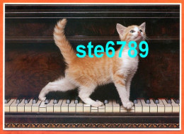 Carte Image Photographie Animal CHAT CAT 3  12,5 X 17,5 Cm - Autres & Non Classés