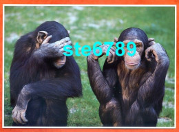 Carte Image Photographie Animal CHIMPANZEE  Singe 12,5 X 17,5 Cm - Other & Unclassified