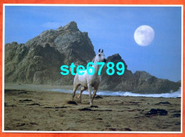 Carte Image Photographie Animal CHEVAL  Sur La Plage 12,5 X 17,5 Cm - Other & Unclassified