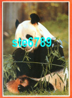 Carte Image Photographie Animal PANDA 12,5 X 17,5 Cm - Andere & Zonder Classificatie