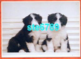 Carte Image Photographie Animal CHIEN 2 Chiens 12,5 X 17,5 Cm - Other & Unclassified