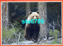 Carte Image Photographie Animal GRIZZLY Ours 12,5 X 17,5 Cm - Andere & Zonder Classificatie
