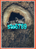 Carte Image Photographie Animal RACOON  12,5 X 17,5 Cm - Other & Unclassified
