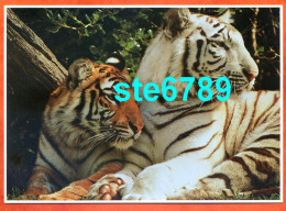 Carte Image Photographie Animal TIGRE  12,5 X 17,5 Cm - Autres & Non Classés