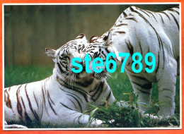 Carte Image Photographie Animal TIGRES 12,5 X 17,5 Cm - Andere & Zonder Classificatie