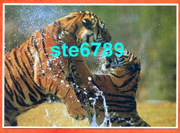 Carte Image Photographie Animal TIGRE 2 Tigres 12,5 X 17,5 Cm - Autres & Non Classés