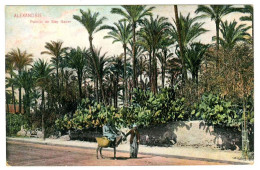 Egypte . Alexandrie . Palmier De Sidy Gaber - Alexandria